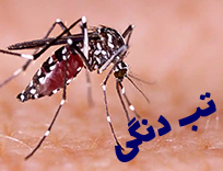 پیشگیری از تب دنگی: علائم، راهنما و تشخیص قطعی در شیراز